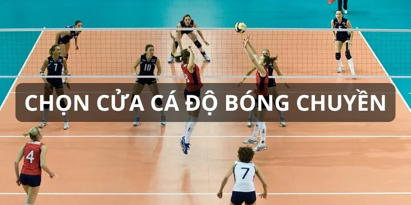 Bạn nên chơi cá độ kèo chấp bóng chuyền